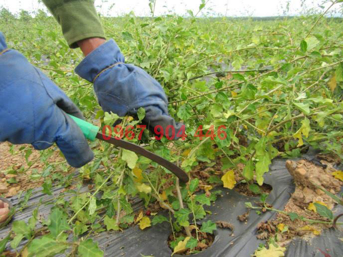 cà gai leo hỗ trợ điều trị bệnh thấp khớp