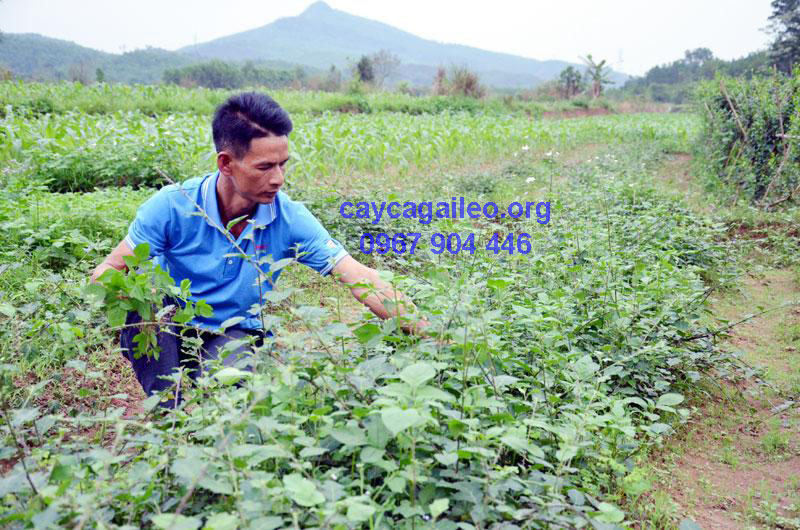 Vườn cà gai leo Vườn cà gai leo