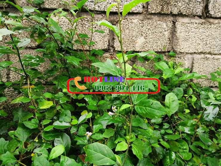 Bị mụn trứng cá dùng được và gai leo không? 1