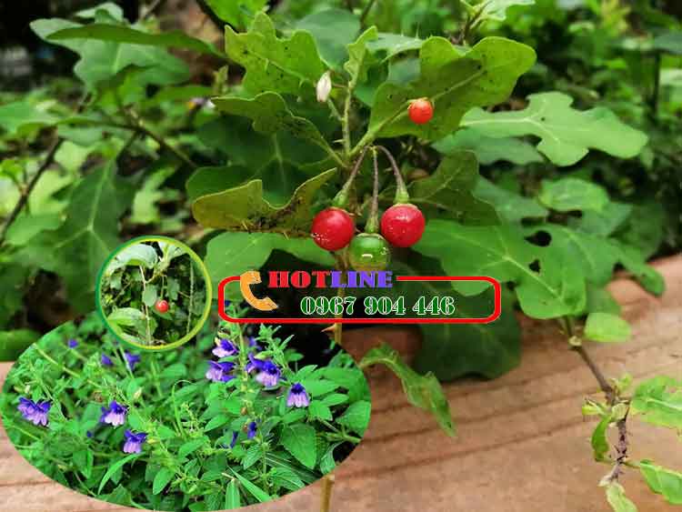 Cây cà gai leo kết hợp với nhân trần được không?