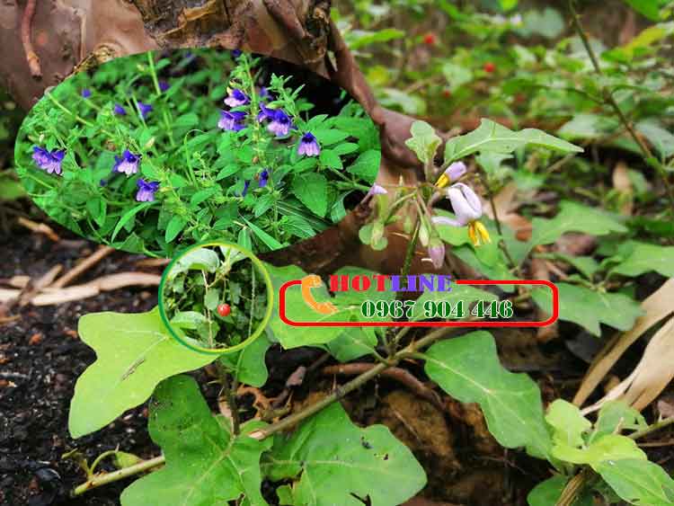 Cây cà gai leo kết hợp với nhân trần được không? 2