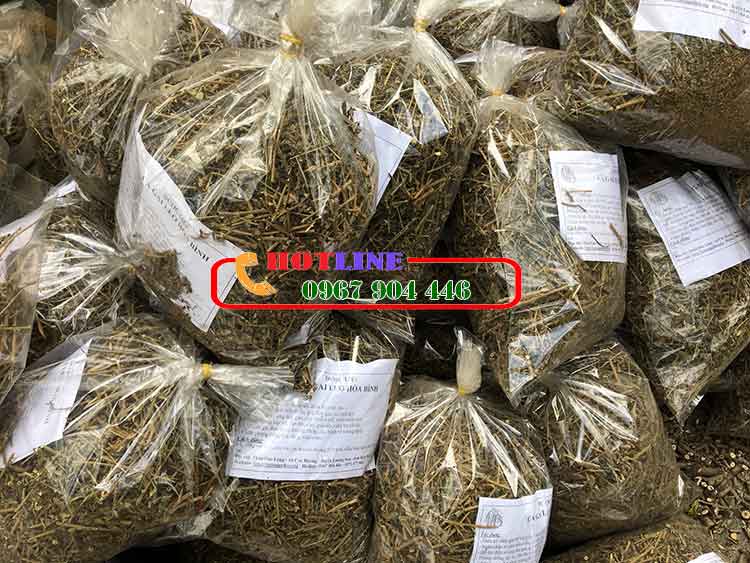 Cà gai leo khô bao nhiêu tiền 1kg?