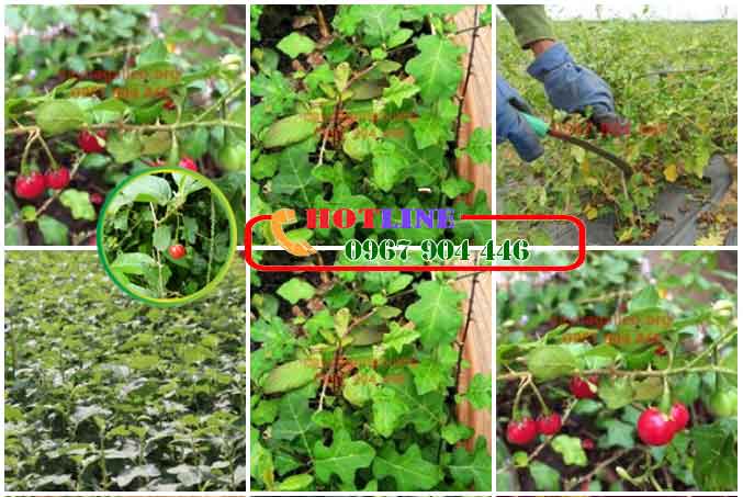 Cà gai leo ngâm rượu được không có tác dụng gì? 1