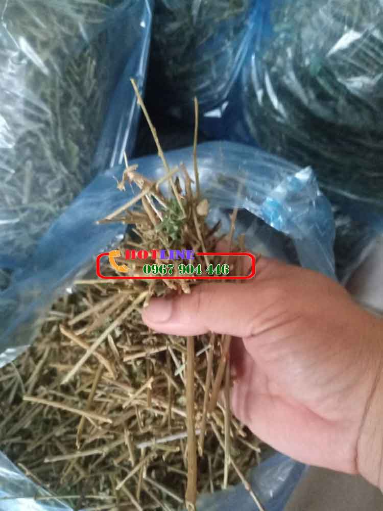 Cách dùng cà gai leo cho người bị nóng gan 2