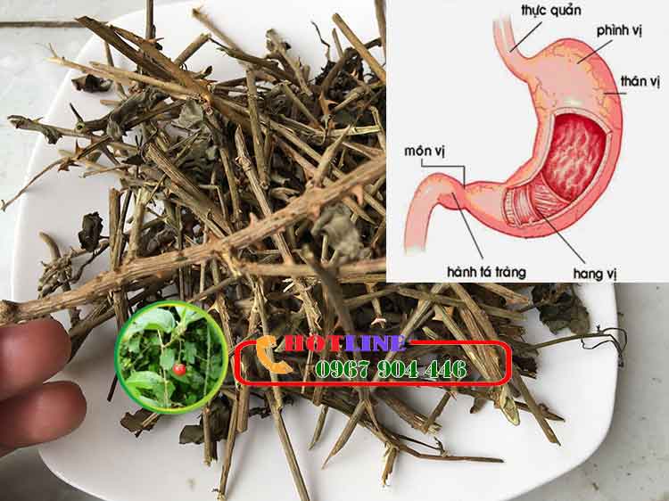 Đau bao tử uống cà gai leo được không? 1