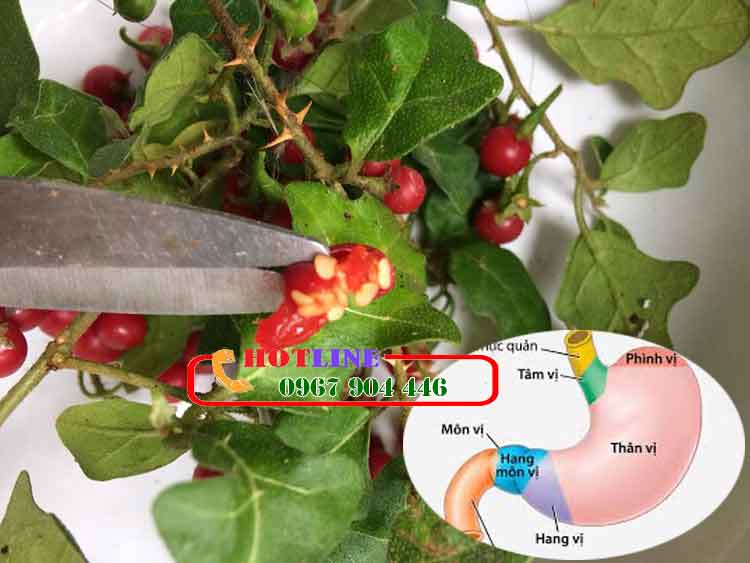 Đau bao tử uống cà gai leo được không?