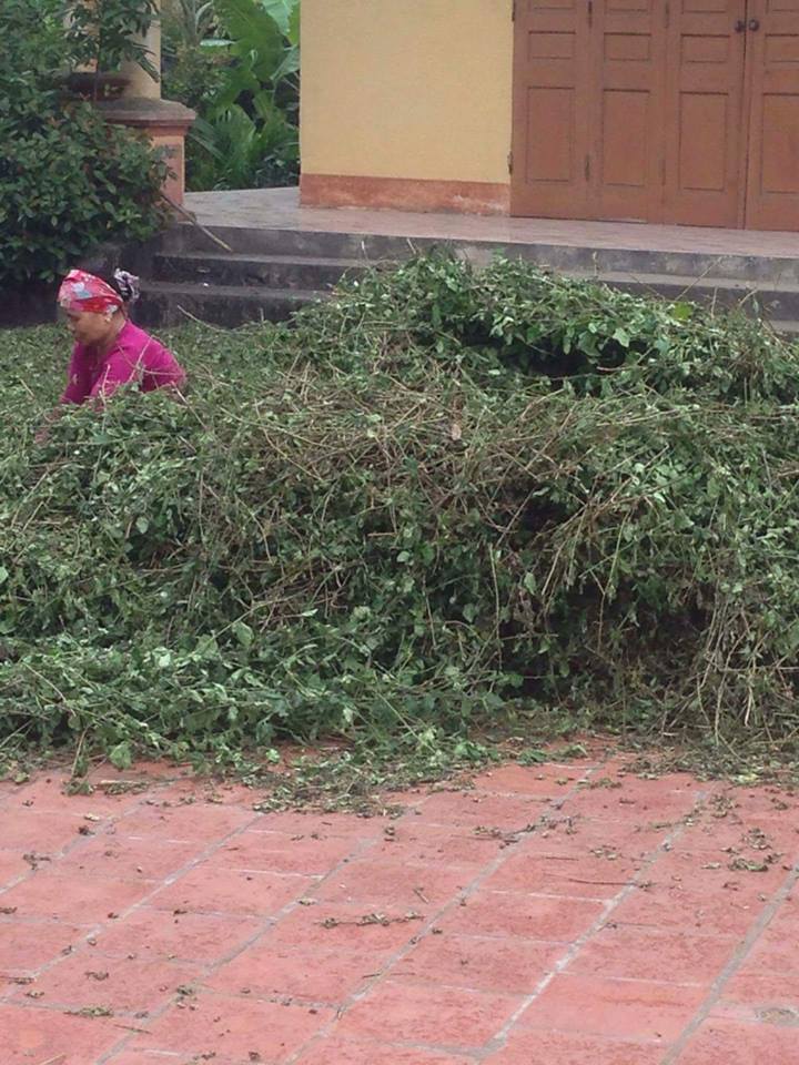 Địa chỉ mua bán phân phối cà gai leo tại Bình Thuận