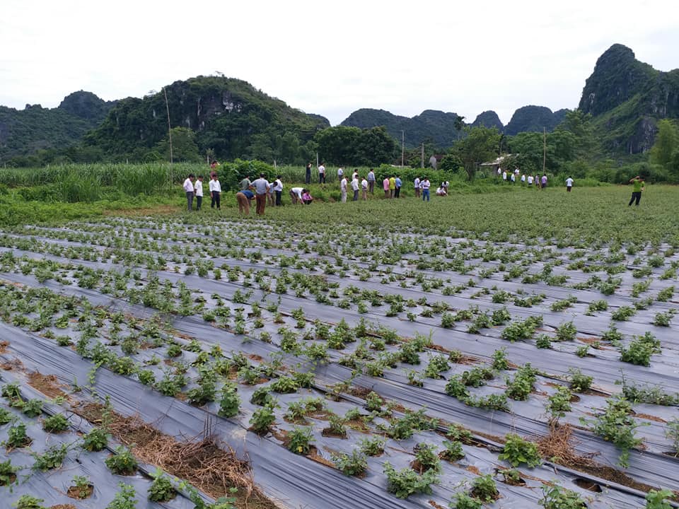 Cơ sở mua bán cà gai leo tại Lào Cai