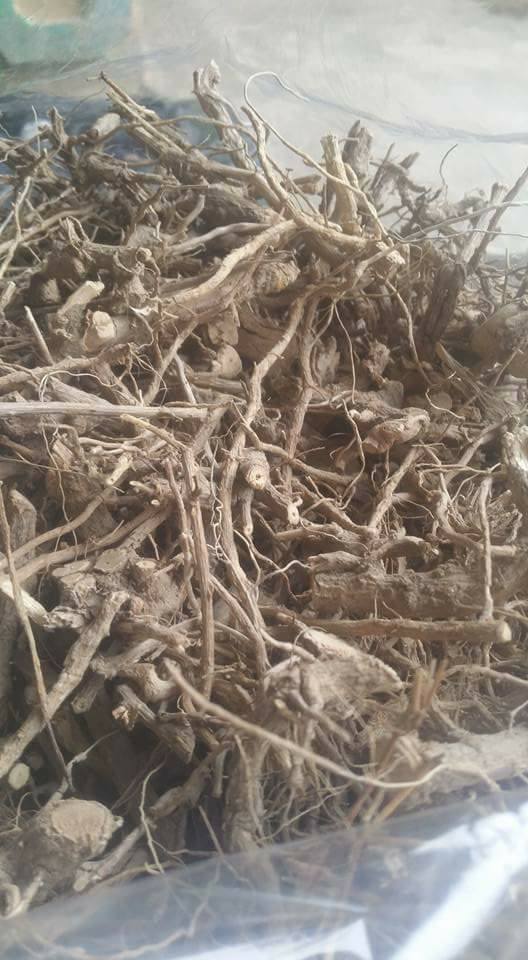 rễ cà gai leo hỗ trợ điều trị đau lưng rễ cà gai leo hỗ trợ điều trị đau lưng