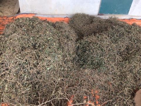 Địa chỉ mua bán cây cà gai leo uy tín, chất lượng tại Thanh Hóa