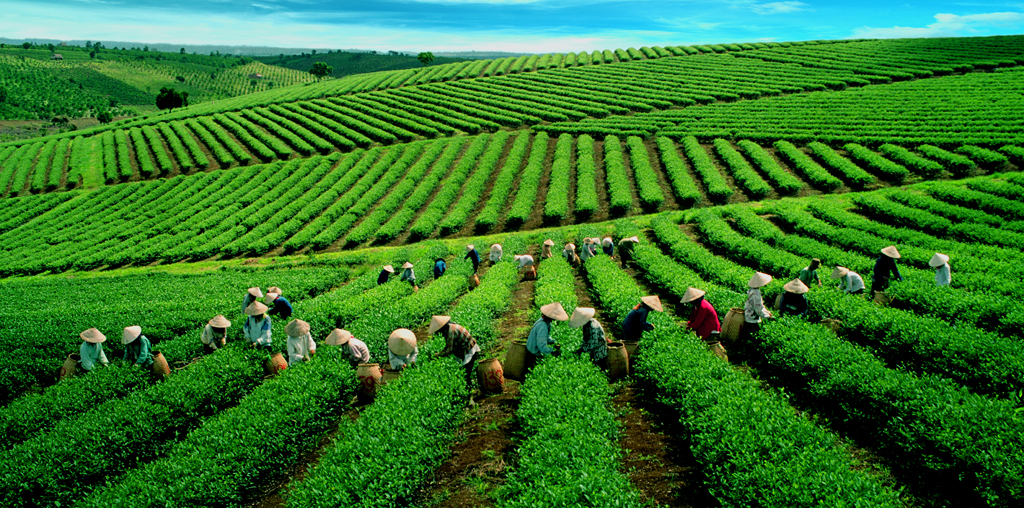 Đồi chè Thái Nguyên Đồi chè Thái Nguyên