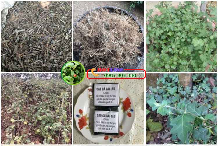 Dùng cà gai leo có phải sao vàng hạ thổ không? 2