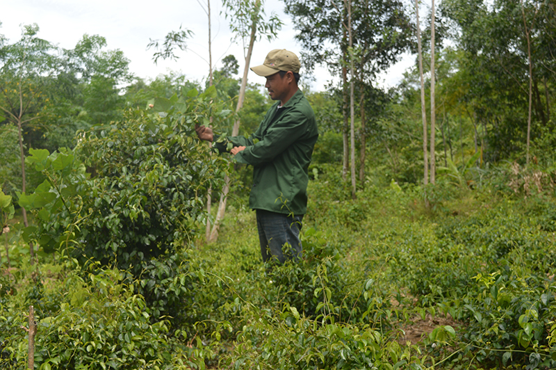 Dược liệu tại Bắc Ninh Dược liệu tại Bắc Ninh