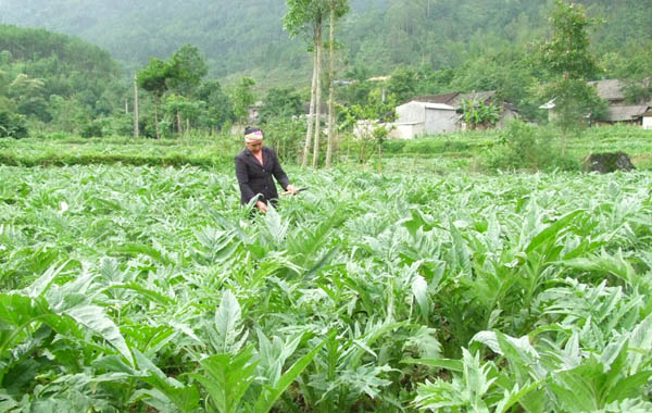 Dược liệu tại Đồng Nai Dược liệu tại Đồng Nai