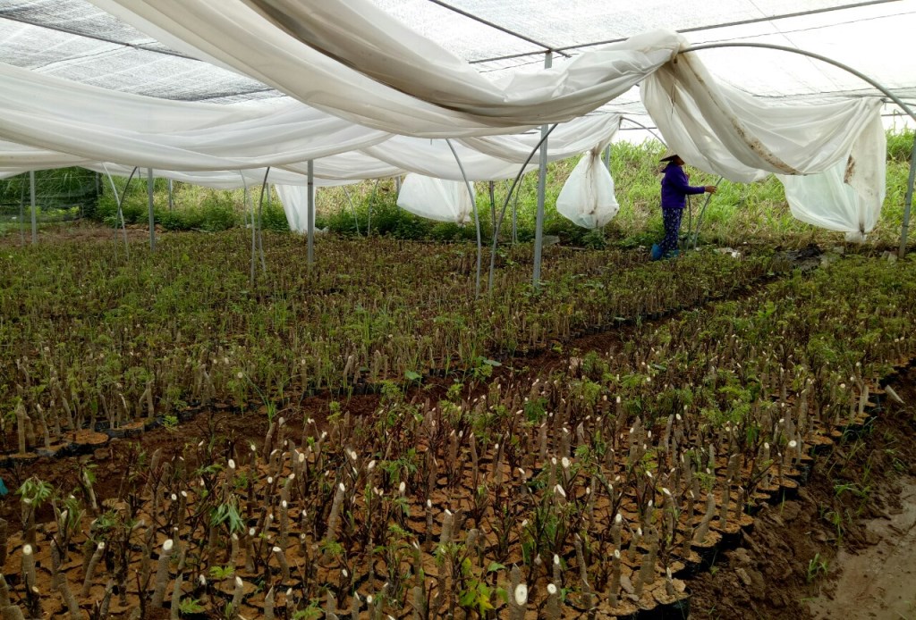Dược liệu tại Hậu Giang Dược liệu tại Hậu Giang