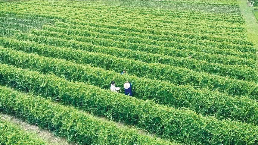 Dược liệu tại Long An Dược liệu tại Long An
