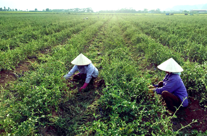 Dược liệu tại Ninh Bình Dược liệu tại Ninh Bình