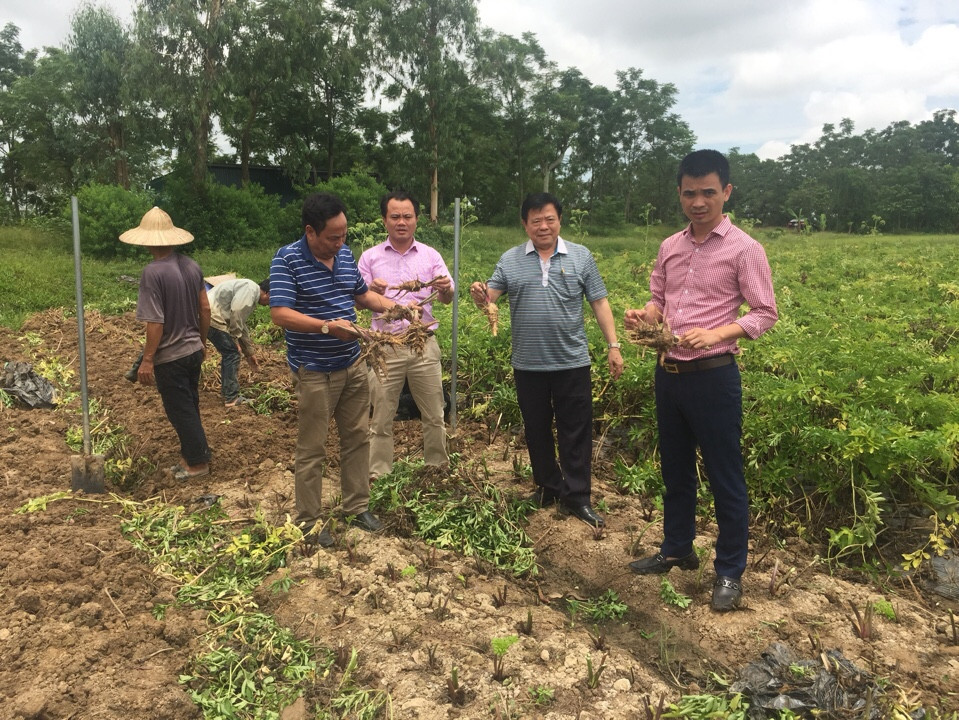 Dược liệu tại Phú Thọ Dược liệu tại Phú Thọ