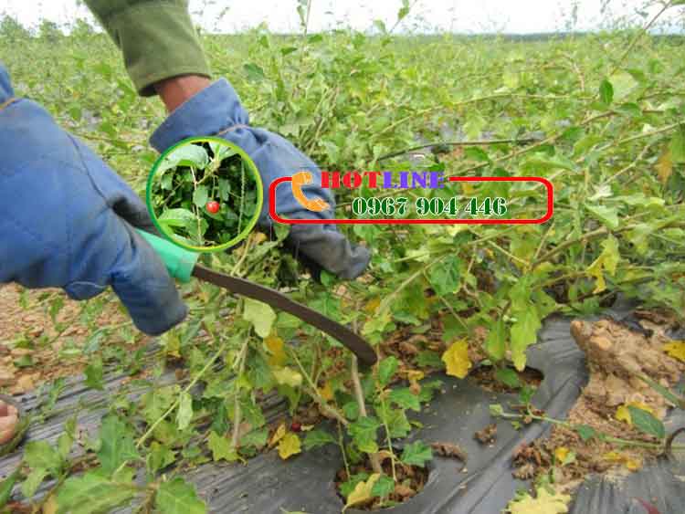 Hướng dẫn kỹ thuật trồng cây cà gai leo hiệu quả kinh tế cao 1 Hướng dẫn kỹ thuật trồng cây cà gai leo hiệu quả kinh tế cao 1