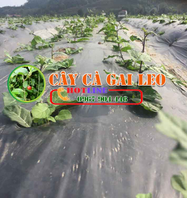 Hướng dẫn kỹ thuật trồng cây cà gai leo hiệu quả kinh tế cao 3 Hướng dẫn kỹ thuật trồng cây cà gai leo hiệu quả kinh tế cao 3