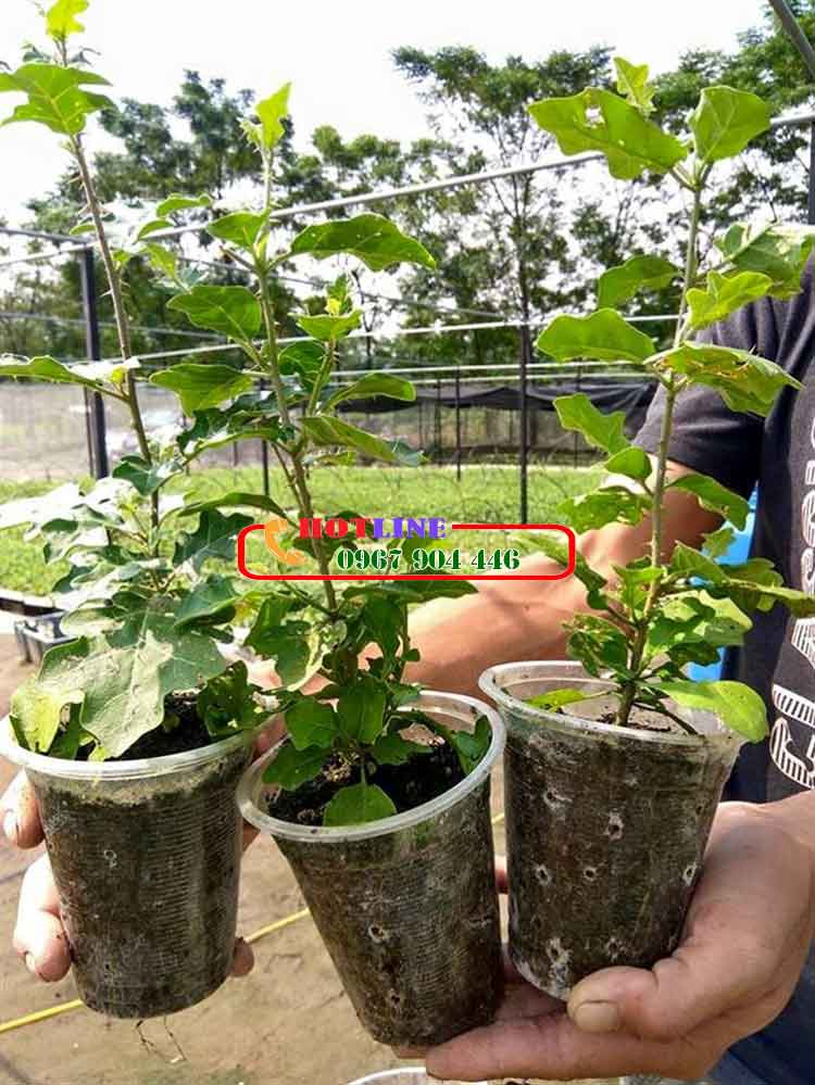 Hướng dẫn nấu cao cà gai leo 2