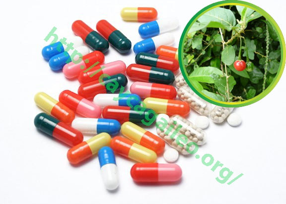 Đang uống thuốc tây có dùng được cà gai leo không