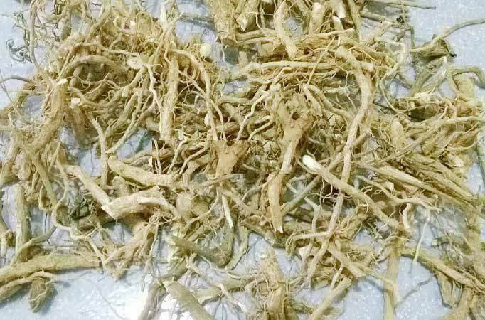 Mua bán cà gai leo chất lượng tại Cần Thơ