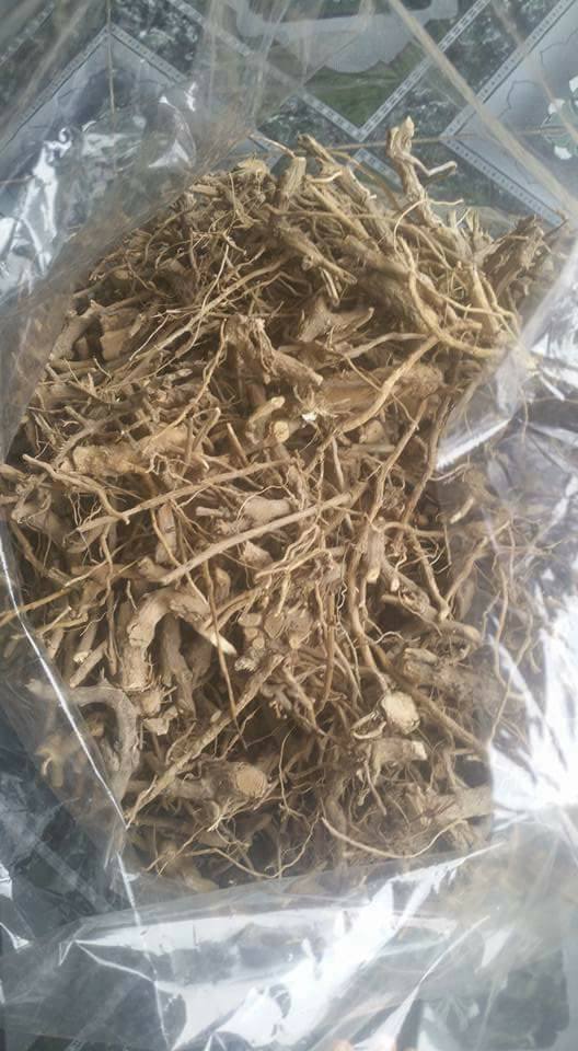Mua bán cà gai leo chất lượng tại Bạc Liêu