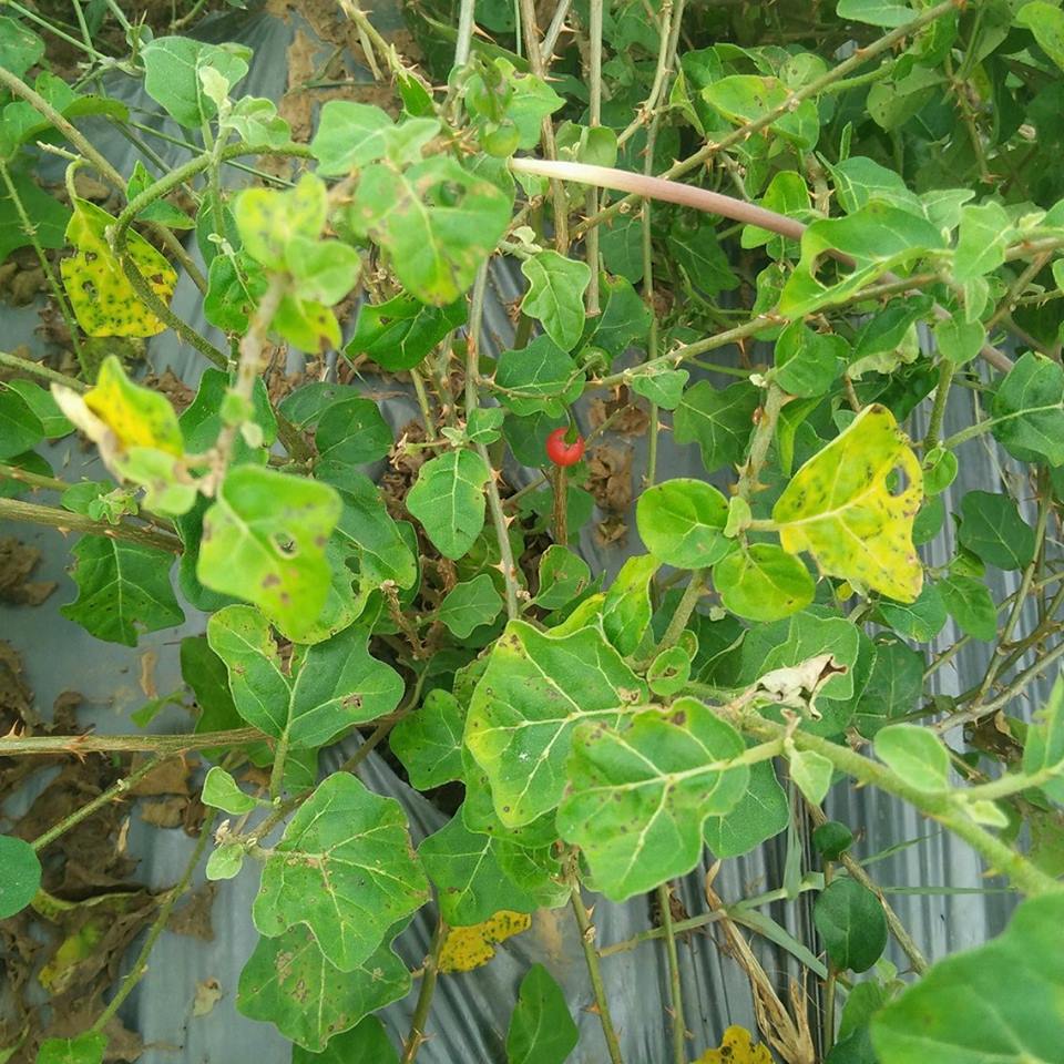 Mua bán phân phối cà gai leo tại Hải Phòng 