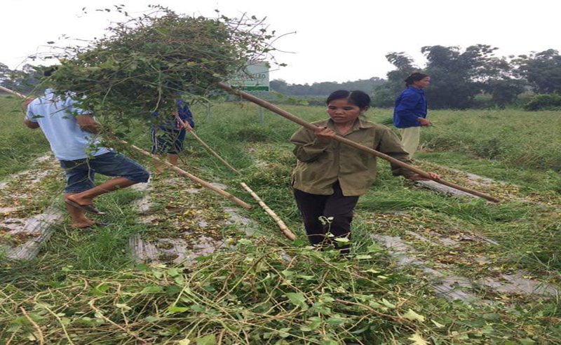Cơ sở mua bán cà gai leo tại Kon Tum hỗ trợ chữa viêm khớp