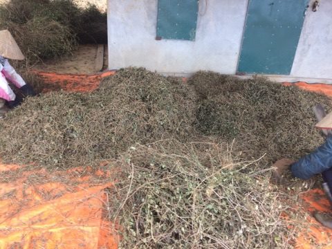 Cơ sở mua bán cà gai leo tại Long An