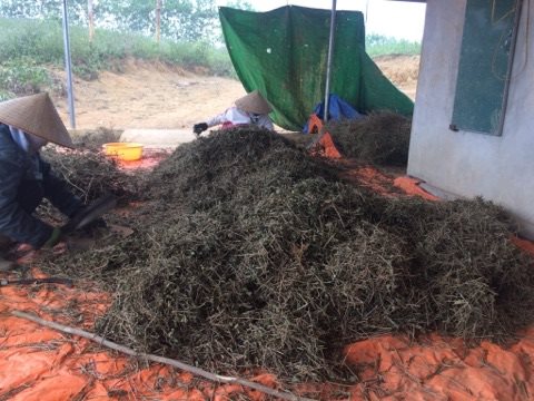 Tìm cơ sở Mua bán cà gai leo tại Quảng Bình