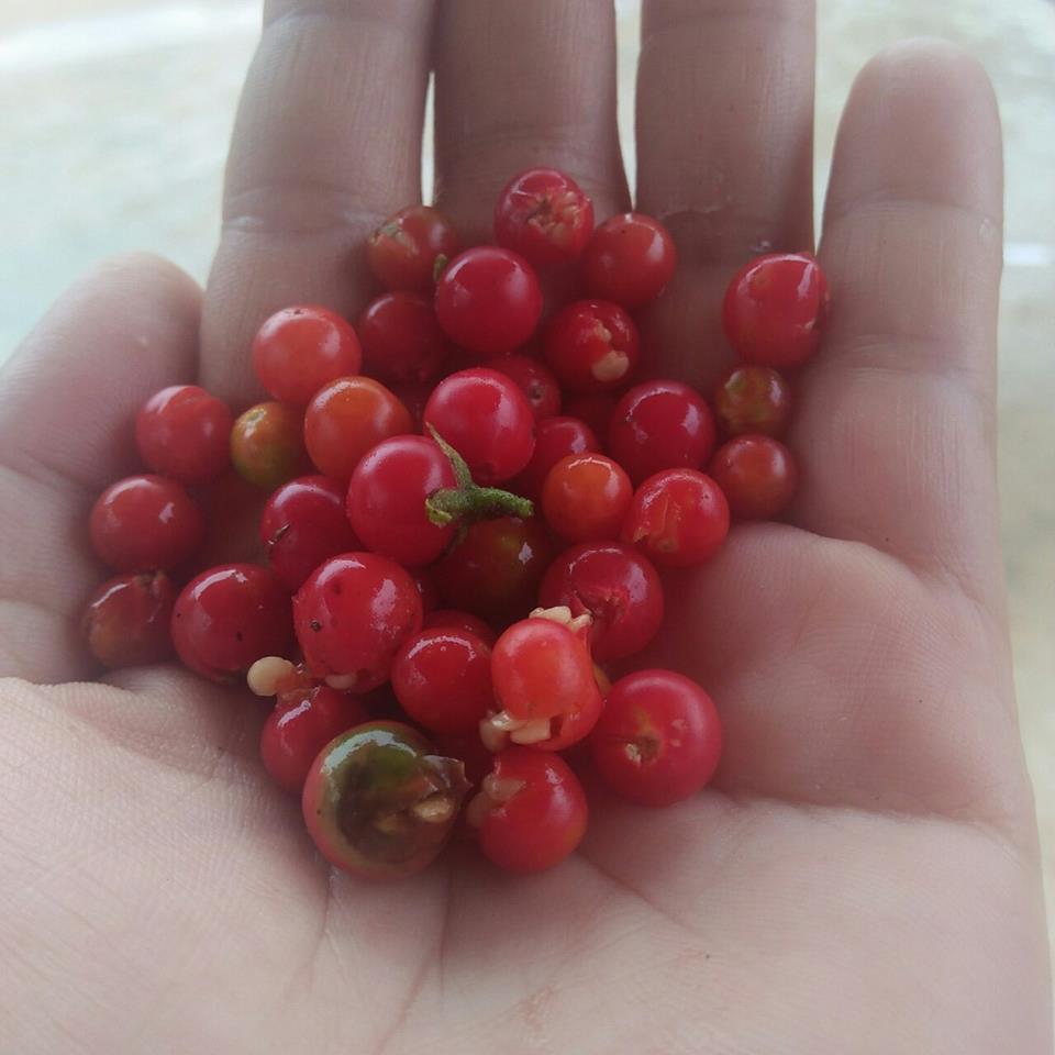 Mua bán cà gai leo tại Quảng Ngãi
