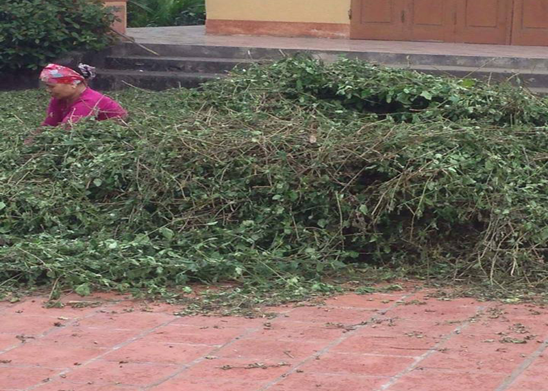 Mua bán cà gai leo tại Quảng Trị hỗ trợ chữa bệnh viêm Gan C