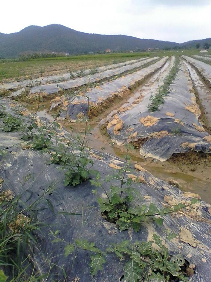 Mua bán cà gai leo tại Sóc Trăng