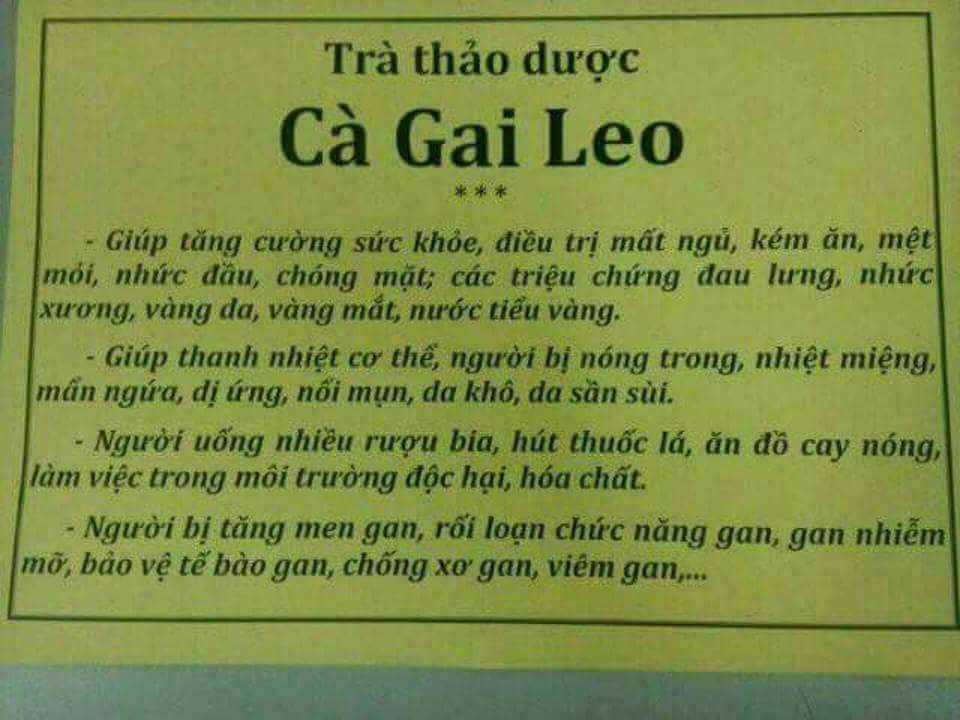 Mua bán cà gai leo tại Thái Bình hỗ trợ chữa bệnh viêm Gan C