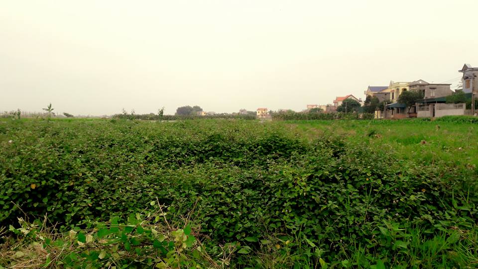 Cơ sở mua bán cà gai leo khô tại Trà Vinh