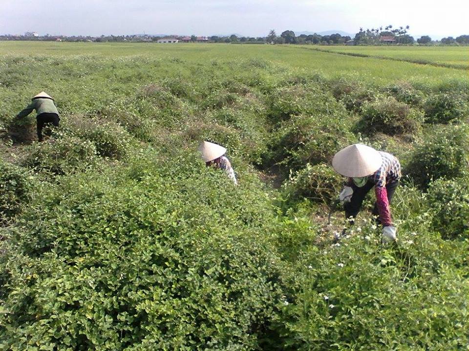 Mua bán phân phối cây cà gai leo chất lượng tại Đà Nẵng