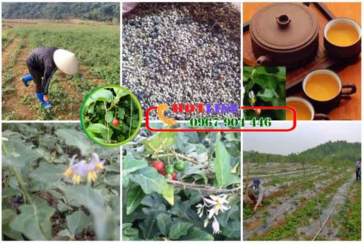 Người già uống cà gai leo được không?
