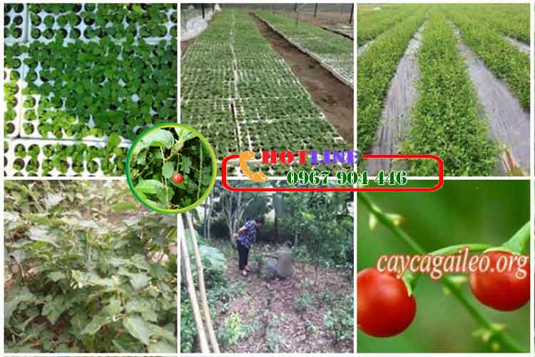 Người già uống cà gai leo được không? 2