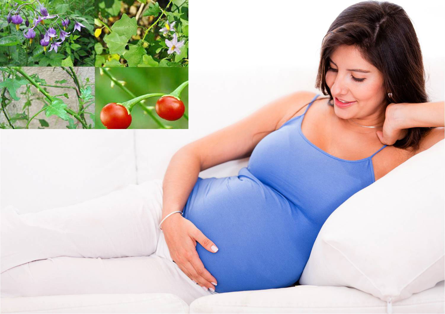 Phụ nữ mang thai có dùng được cây cà gai leo không