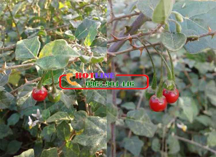Quả cà gai leo có tác dụng gì