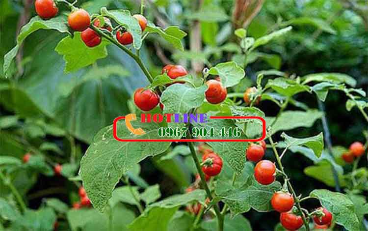 Quả cà gai leo có tác dụng gì uống được không? 2
