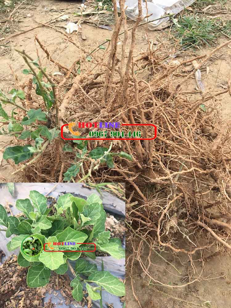 Rễ cà gai leo và thân cây cà gai leo loại nào hiệu quả hơn? 1 Rễ cà gai leo và thân cây cà gai leo loại nào hiệu quả hơn? 1