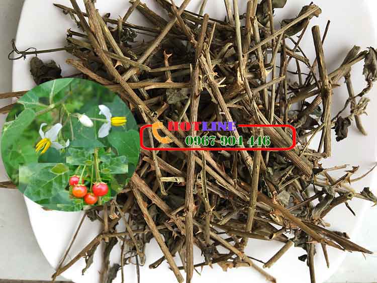 Rễ cà gai leo và thân cây cà gai leo loại nào hiệu quả hơn?