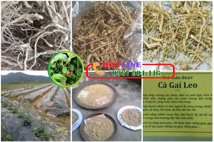 Sau sinh uống cà gai leo có được không?