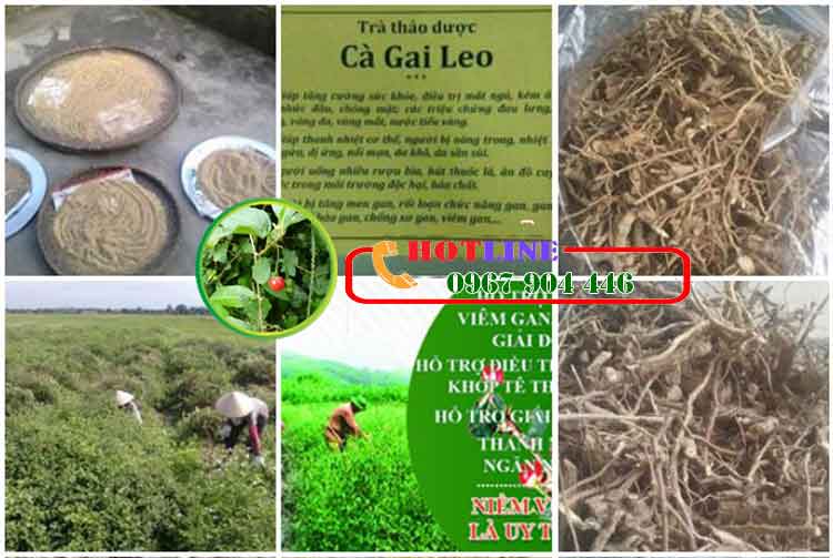 Sau sinh uống cà gai leo có được không? 2