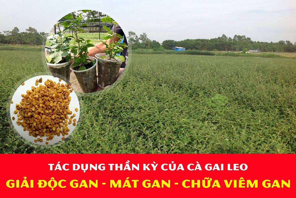 Thảo dược hỗ trợ điều trị Viêm Gan B