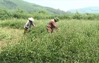 Thu hái cà gai leo