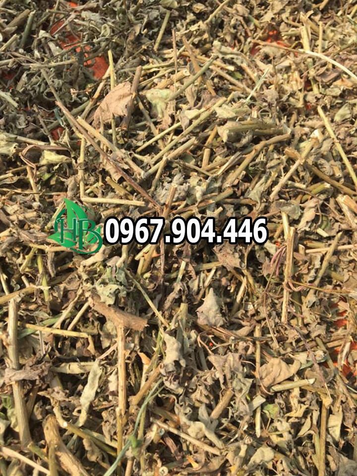Uống cà gai leo bao lâu thì có hiệu quả?